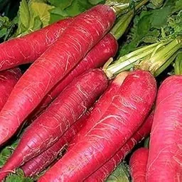 Organic Red Radish Hybrid F1 Seeds for Kitchen Garden, Winter Vegetable, Home Growing, 50+ Seeds-image-24