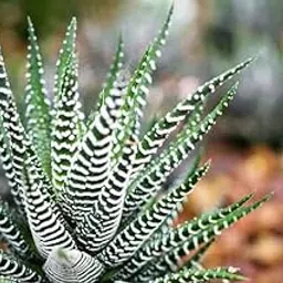 Zebra Haworthia Live Succulent Plant – Real Indoor Cactus in Pot | Low Maintenance, Drought-Tolerant Houseplant | Ideal for Home Décor, Office Desk & Gifts-image-9
