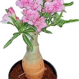 UGANIO PLANT Say green, Stay green, Grow green Adenium bonsai looking plant with pot-picture-23