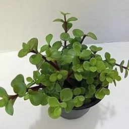 DESIRTON Outdoor Plant Money Attracting Indoor Laxmi Jade Plants Mini Decorations (Healthy Live Plant)-image-26