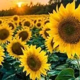 OL Seeds - Sunflower Russian Yellow Seeds-image-5