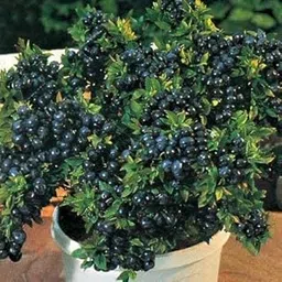 UGANIO PLANT Tropical Fruit Live Plant - Dwarf Rare Bush Blueberry Fruit 1 Healthy Plant-image-82