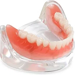 ANNWAH Dental Overdenture Inferior Model - Locator Denture Model with 4 Implants Implant Locator Model Teaching Study Teeth Model-picture-38
