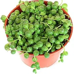 Mphmi Seedless Plant Low Maintenance Plants Senecio rowleyanus, String of Pearls - Succulent Plant-image-47