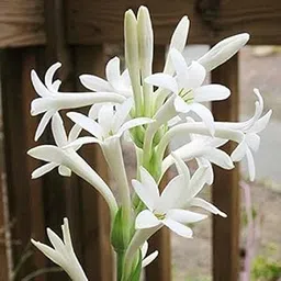 Live Green Rajnigandha Tuberose Flower Bulbs Single Petal 50 Bulbs 5 Free Rain Lily Bulb-picture-39