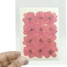 YellowCult Natural Real Dried & Pressed Flowers for Art Craft - Mixed, Multicolor for Soap, Candle, Scrapbooking, DIY, Resin Jewelry, Pendant - [Beautiful Cherry Flower-Blush Pink]-picture-11