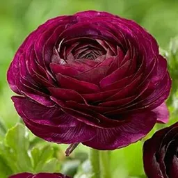 Audbhidhi Ranunculus Purple Imported Flower Bulbs for All Season (Pack of 5 Bulbs)`-image-16