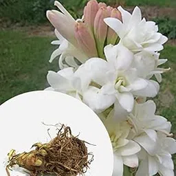 Tuberose/Rajnigandha Hybrid Flowering Bulbs (Pack of 4) Imported & F1 Hybrid Flowering Bulbs for Planting Multicolor By Flora Seeds-picture-20