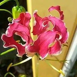 Ritz Farming Flower bulbs Gloriosa, superb lily, climbing lily, tiger claw, gloriosa lily summer Flower bulbs (pack of 12 Flower bulbs)-image-25