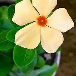 Vinca imported flower seeds | lite yellow Vinca Aromatic Flower Seeds For Indoor/Outdoor home Gardening Pack of 40-60 seeds-picture-16