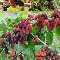 ZXXYANBI Rare Live Mulberry Shahtoot All Time Layering/Grafted Fruit Plant (1.5-2 Feet Height) All Season Amrud(Black) Fresh Organic Hybrid Dwarf Varieties Fruit (Pack Of-1) Outdoor Live Fruit Tree-image-11