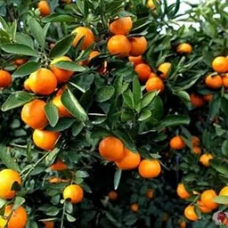 Gorgeous Glory Garden Live Chinese Orange Live Plant Tree, Narangi live Plant, Citrus Fruit Plant, Narangi ka podha ; 1 Healthy Plant With 3 Inches Blck Pot-picture-18