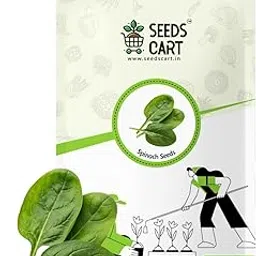 Spinach microgreen Planting Seeds | Non-GMO, Open Pollinated, Non-Hybrid | High Germination Palak Vegetable Seeds for Home Garden, Kitchen & Terrace (Aprox 500 Seeds)-picture-55