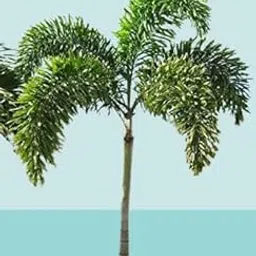 AGH_Foxtail Palm indoor_Healthy Wodyetia Bifurcata Tree_outdoor live plant_pack of 1_size_3.5"x3.5"x20.5"_with grow bag-image-26