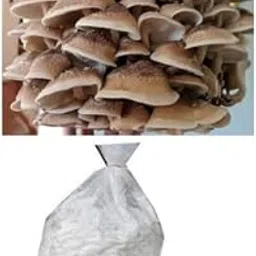 BM MUSHROOMS Shiitake Mushroom Spawn | Lentinula edodes 200 gm + 2 PP Grow Bags | First Generation-picture-36