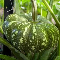 Go4plants Greens Pumpkin/Kaddu Vegetables Seeds For Home Gardening pack of 50+ seeds-picture-35