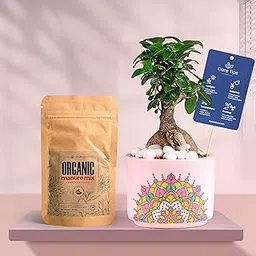 FlowerAura Air Purify Ficus Bonsai Live Indoor Plant In Pink Rangoli Terracotta Pot With Manure For Gifting, Living Room, Balcony, Kitchen, Table Decor, Office Desk Decor-picture-11