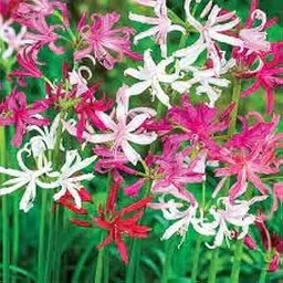 Hybrid Nerine Lily Live Plant for Home Garden Pack of 2 Bulbs By Zabbus-image-35