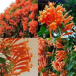 Venusta flame vine live plant, Orange firecracker vine plant,venusta flame vine Orange trumpet creeper 1 live plant image 1