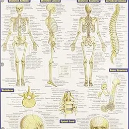 Bar Charts Anatomy Study Guide Med/Health-picture-23