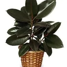 Rubber Plant for Bonsai Rubber Ornamental & Shade Trees Ficus Elastica Rubber Fig Plant Indoor Live Plant for Home Decoration & Air Purification Pack of 1-image-10