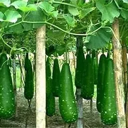 Seeds Point Hybrid Rare ' Bottle Gourd Lauki Lau Clabash ' Vegetable Seeds (25 Seeds Pack)-image-26