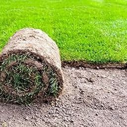 generic Original Lawn grass seeds for garden Pack of 7000-picture-39