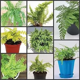 Mphmi Seedless Plant Indoor Plants Buy Combo pack of 7 Fern Plant- Indoor-picture-15