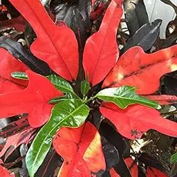 Live Plant Nursery NCR Nurseryplant Croton Variegatum Duck Foot, Tishul Croton, Codiaeum Variegatum Duck Foot - Plant-picture-34