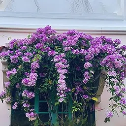 GREENAGE™ Garlic Vine Live Plant | Mansoa alliacea lasan bel live plant | Beautiful Purple Flowering Climber | Fast-Growing Ornamental Creeper for Balcony, Terrace & Garden-picture-12