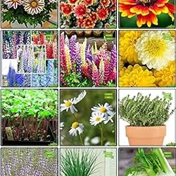 Creative Farmer Packet Combo Herb Seeds & Flower Seeds : Gazania-Sunshine, Gaillardia-Aristata, Gaillardia Dwarf, Larkspur-Giant, Lupin-Pixie, Marigold- Yellow, Cress Common, German Chamomille, Thyme English Winter, Penny Royal, Garlic Chives, Fennel Folrance Terrace Gardening-picture-39