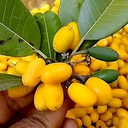 Rishika Plant House-Indian Veraity Juicy Khirni Fruit (Manlikara Hexandra) Tree Plant For Home Garden Outdoor & Indoor plant.-picture-53