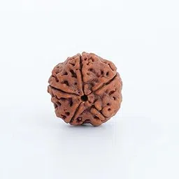 Nepal Origin 5 Mukhi Rudraksha | Elevate Spiritual Growth & Inner Peace | Clarity, Protection & Well-Being | Sacred Rudraksha Bead for Women & Men-image-54