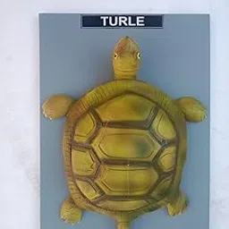 E-MEDI-Tortoise Model For Student And Education Purpose-picture-22