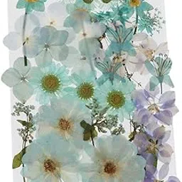 Enakshi 36/37/38/39/42Pc Natural Real Pressed Dried Flowers DIY Scrapbook Light Blue-picture-26