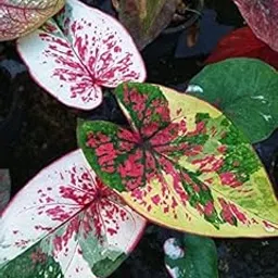 Siddhi Vinayak Gallary Vinayak Gallery Flowers Bulbs Caladium Shady Lady Fancy Mix Leafy Plant Hybrid Bulbs For Indoor Outdoor Home Gardening (Multi-Mix,Pack Of 6 Bulbs)-picture-32
