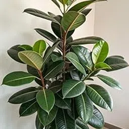 Live Rubber Plant (Ficus Elastica), Large Indoor Houseplant with Glossy Green Leaves-picture-34