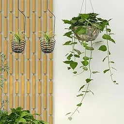 Zyvola Wall Mounted Air Plant Holders ‚Äì 3 Pack Spiral Hooks for Indoor & Outdoor Hanging Plants, Balcony Railings, and More-image-24