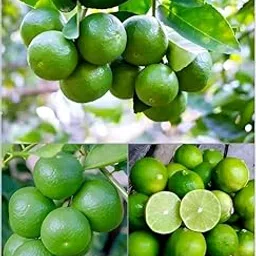 Baromasi pati lemon handpicked natural best handpicked quality fresh best flavorful authentic sustainable-picture-22