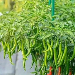 Organic Green Chilli Seeds, Non-GMO, High Germination Rate, 100+ Seeds Pack for Kitchen Garden-picture-10
