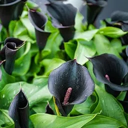 Calla Lily Black Bulbs-image-6