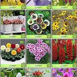 Creative Farmer Fruit Seeds For Home Garden Combo Flower Seeds : Ageratum Balls, Antirihinum Tom Thumb Dwarf Mix, Dianthus Chaubaud, Chrysanthemum, Coreopsis Lanceolata Dwarf, Dalia, Godetia Azaleaflora Mix, Lupin Tall Mix, White Bauhinia, Capsicum Round, Butterfly Flower, Acrolinum Roseum For Gardening-picture-39