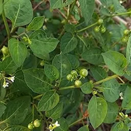 ASPEN® Sukkuti Keerai Seeds/Black Night Shade Spinach Seeds/Manathakkali Keerai Seeds - Pack of 50 Seeds-picture-26