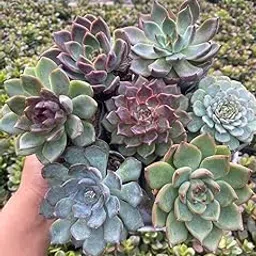 Live Succulent Plants COLOURFUL COMBO SET OF 7-picture-23