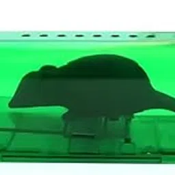 Emcrovi Humane Mouse Catcher - Catch & Release Mice Catcher, Reusable & Safe No Killer for Mice/Rodent Pet, Mousetrap Catcher Quick Effective Mole Capture Cage for Indoor, Outdoor (Pack of 1) (Green)-picture-12