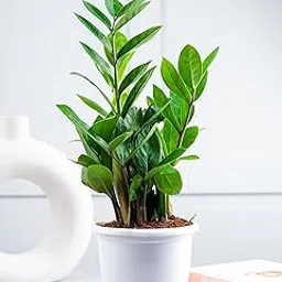 Nurturing Green® Air Purifying Live Indoor ZZ Plant in White Plastic Pot (Size : Small)-image-47