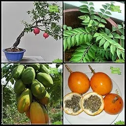Creative Farmer Gardening Seed Combo Fruit Bonsai Suitable : Pomagranate, Murraya Koenigii, Papaya, Passion Fruit - Yellow Fruit Bonsai SuitableKitchen Garden Pack-picture-15