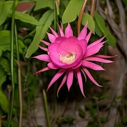 IndNursery Pink Brahma Kamal/Epiphyllum Oxypetalum/Queen of the Night/Rare Night Blooming Plant for Home & Vastu (Pack of 1)-picture-50