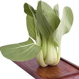 Willvine Pak Choi 'Black Summer' (Brassica rapa)-RJ-5N-picture-12