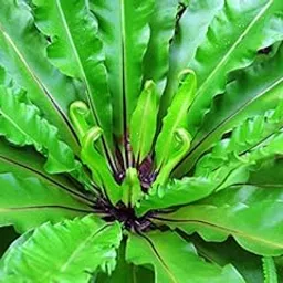 asplenium Nidus-picture-57